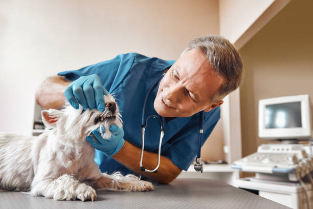 Best Root Canal Emergency Dentist  in Bellair Meadowbrook Terrace, FL